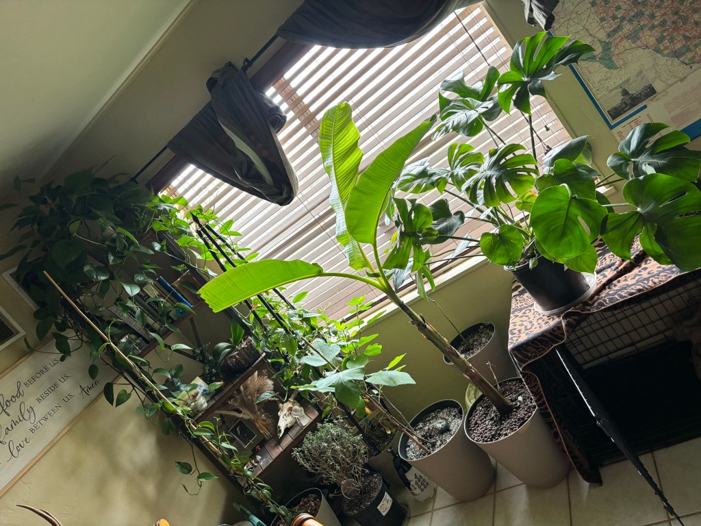 He said, ‘No plants inside.’ I said, ‘That’s adorable.